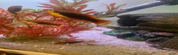 Platies fish for sale: Female platies for sale - Advert 3