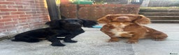 Cocker Spaniel dogs for stud: Health tested working cocker spaniel  in Devizes - Advert 2