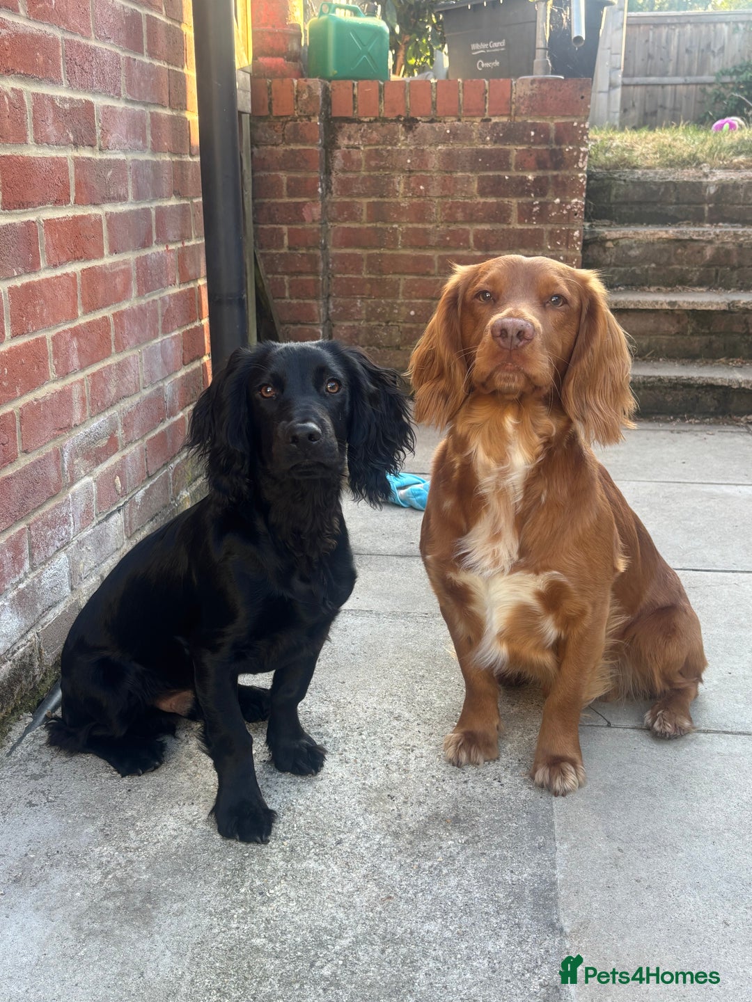 Cocker Spaniel dogs for stud: Health tested working cocker spaniel  in Devizes - Advert 2