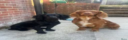 Cocker Spaniel dogs for stud: Health tested working cocker spaniel  in Devizes - Advert 2