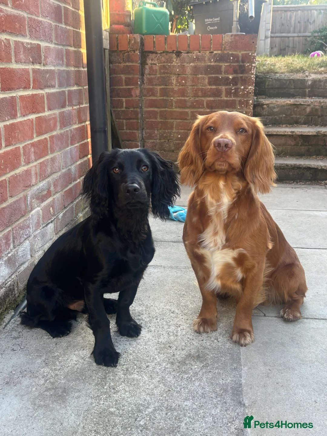 Cocker Spaniel dogs for stud: Health tested working cocker spaniel  in Devizes - Advert 2