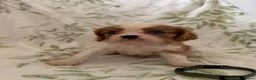 Cavalier King Charles Spaniel dogs for sale: Stunning litter cavalier King Charles  - Advert 2