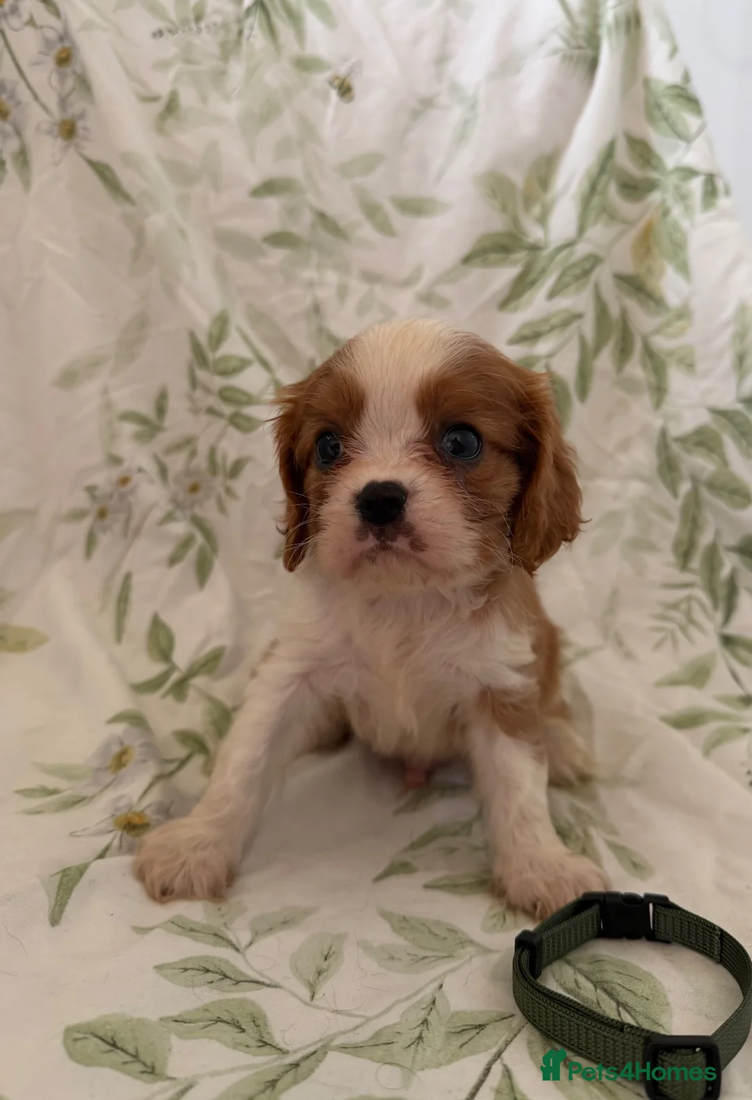 Cavalier King Charles Spaniel dogs for sale: Stunning litter cavalier King Charles  - Advert 2