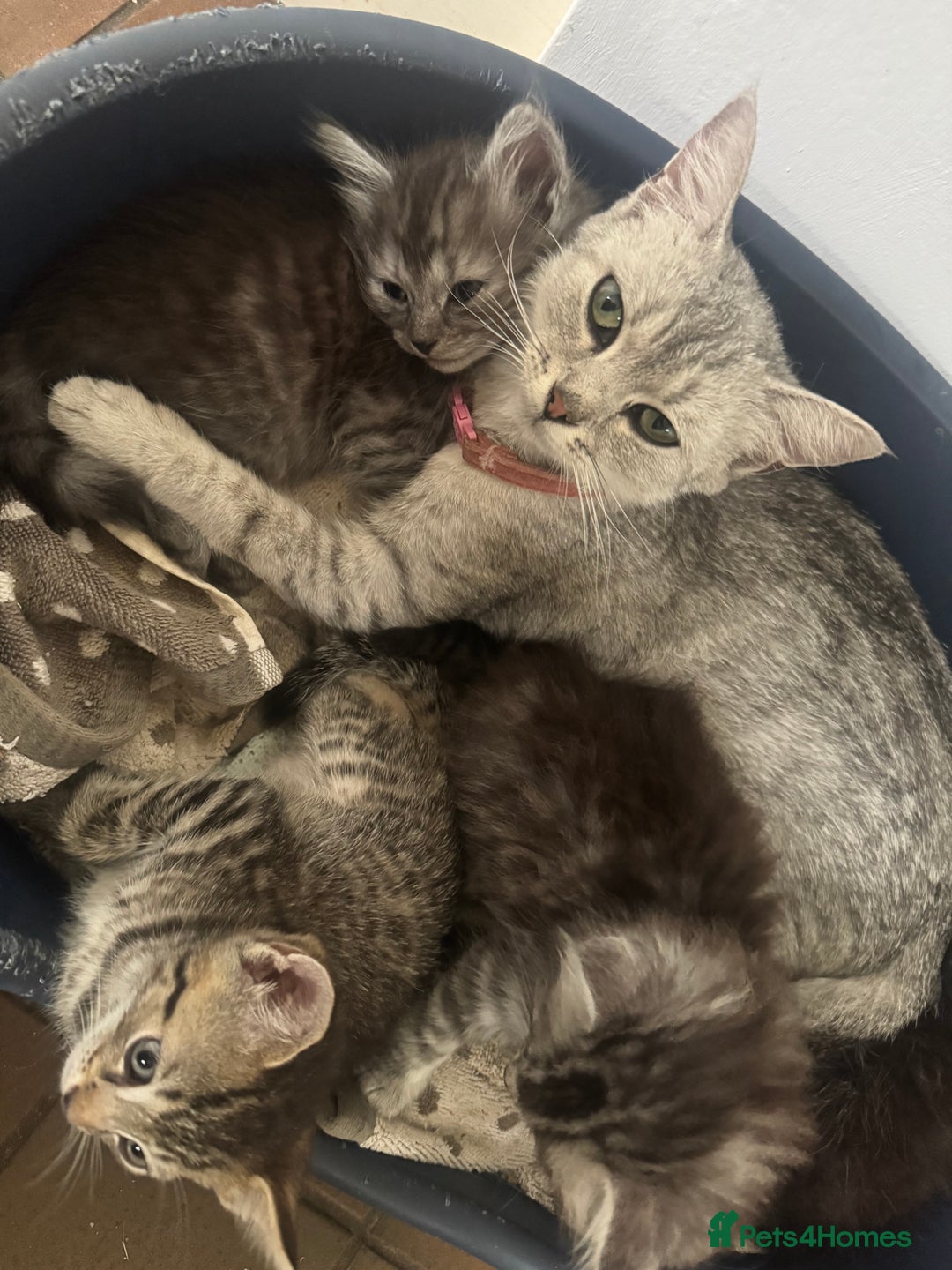Mixed Breed cats for sale: 4 kittens for sale  - Image 4