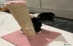 Mixed Breed cats for sale: 2 beautiful girl kittens - Image 4