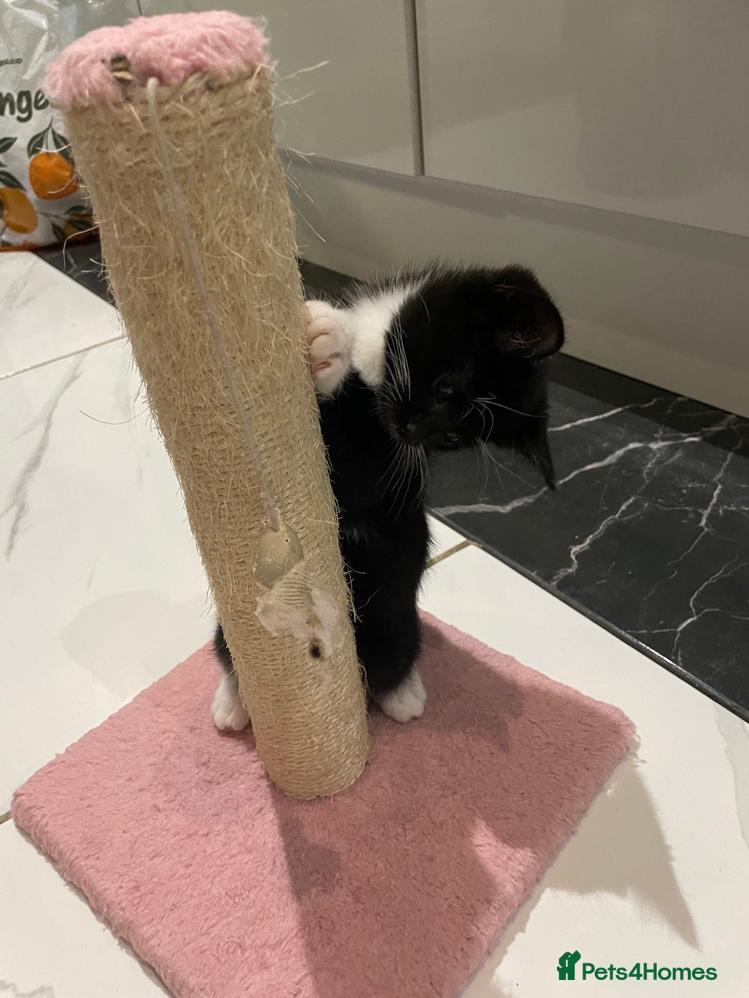 Mixed Breed cats for sale: 2 beautiful girl kittens - Image 4