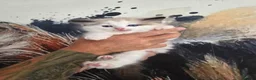 Ragdoll cats for sale: Outstanding quality Tortie Ragdolls - Advert 10