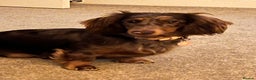 Miniature Dachshund dogs for sale: Long haired mini daschunds  - Advert 2