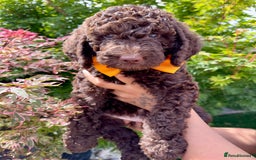 Australian Labradoodle dogs for sale: *waiting list* Australian labradoodles - Image 33