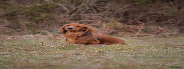 Bonnie