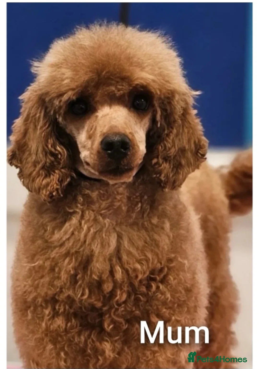 Miniature Poodle dogs for sale: Kennel club red Miniature poodle lady  - Advert 8