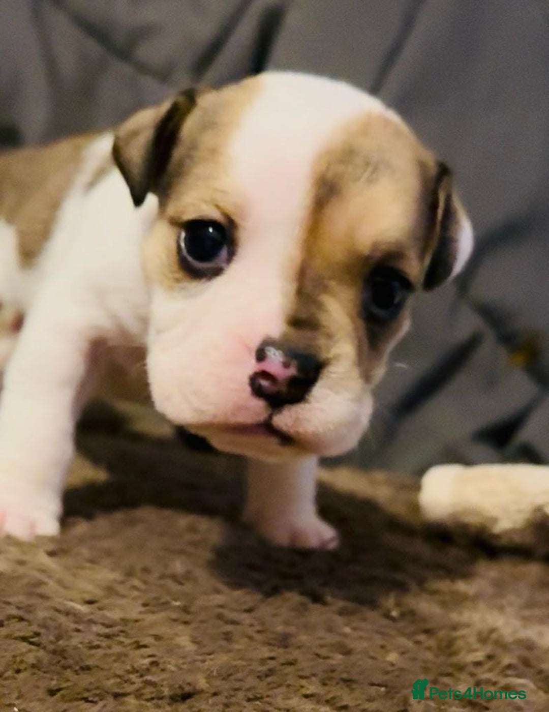 English Bulldog dogs for sale: 9 registered new age bulldogs (1 FEMALE REMAINING) - Advert 9