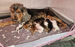 Cocker Spaniel dogs for sale: Quality Sable Show Cocker spaniel Puppies - Image 1