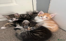 British Shorthair cats for sale: Kittens for sale  - Image 15