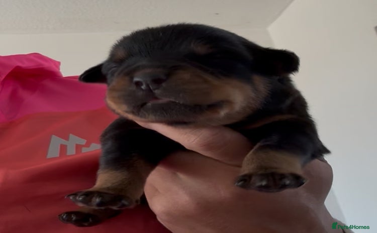 Rottweiler dogs - Advert 1