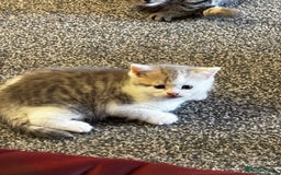 Mixed Breed cats for sale: Scotish straight and mixed  - Image 5