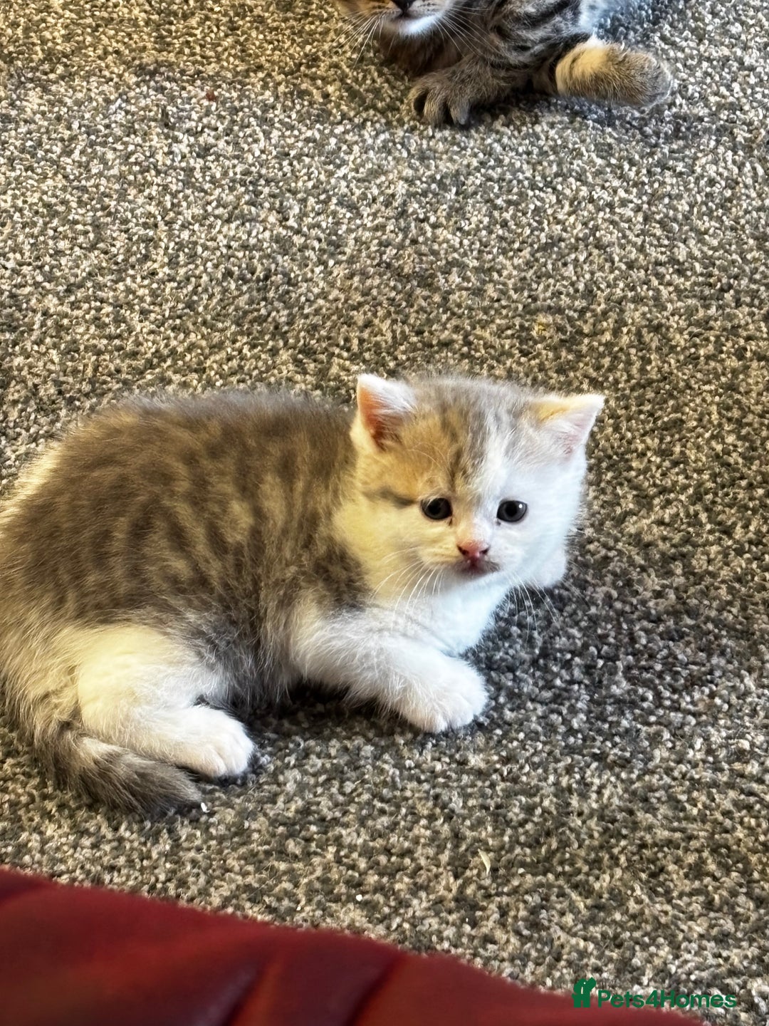 Mixed Breed cats for sale: Scotish straight and mixed  - Image 5