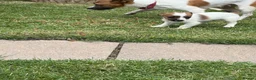 Mixed Breed dogs for sale: Beautiful Jack Russell puppies.  - Advert 7