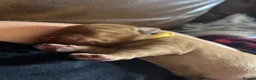 Labrador Retriever dogs for sale: Outstanding KC registered Fox Red Labrador Puppies - Advert 9