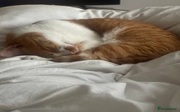 American Wirehair cats for sale: Male 3 years friendly  - Image 3