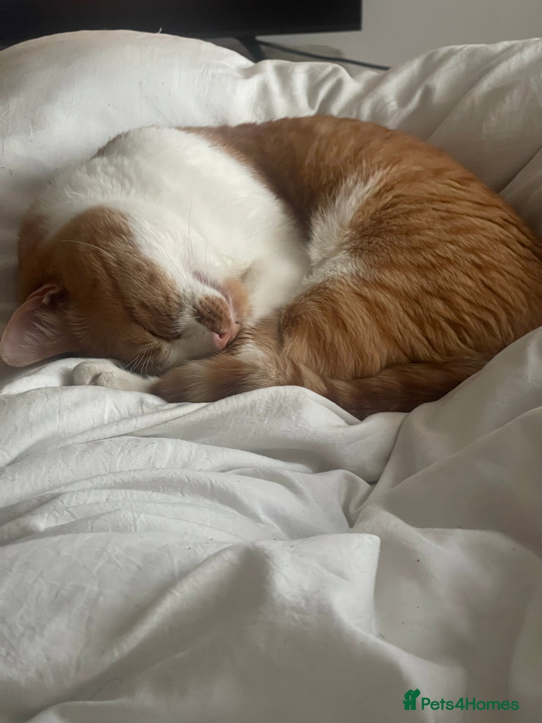 American Wirehair cats for sale: Male 3 years friendly  - Image 3