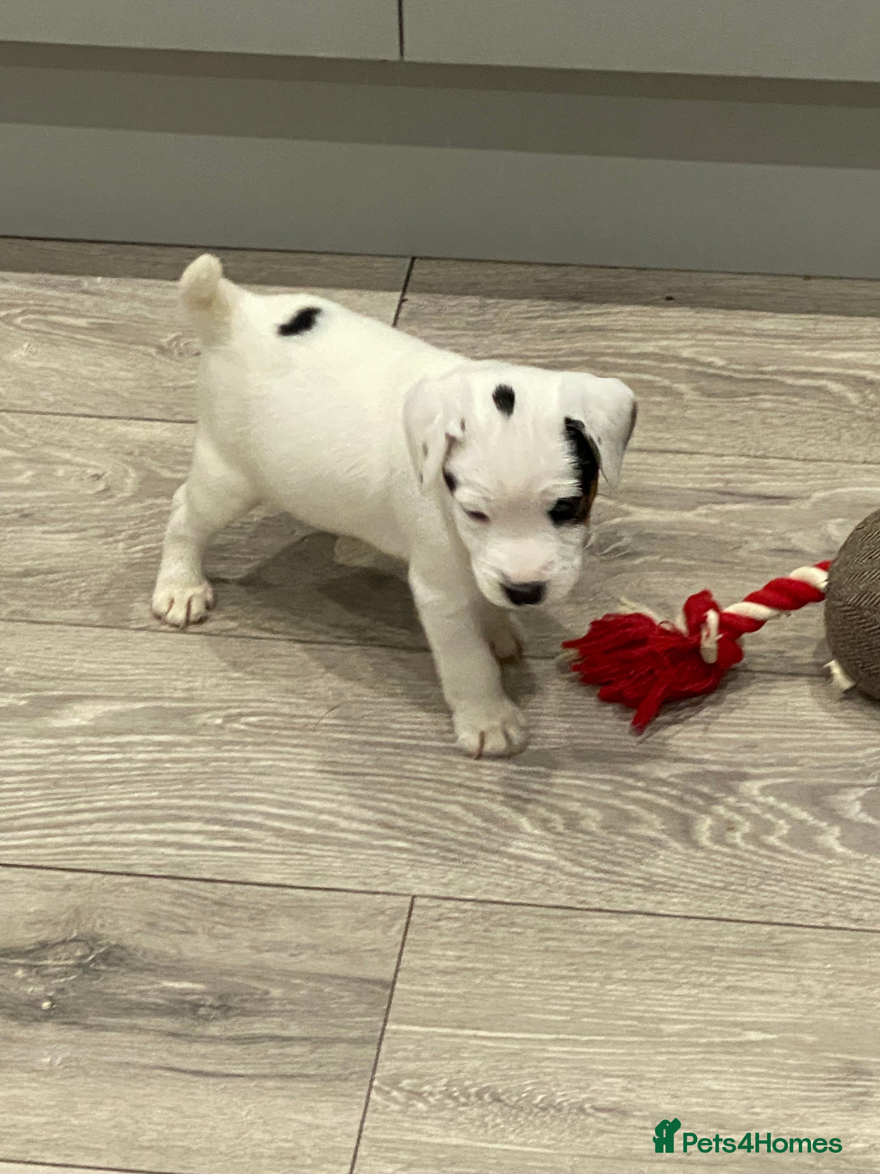 Parson Russell dogs Quality champion Parson Russell Puppies - Advert 6