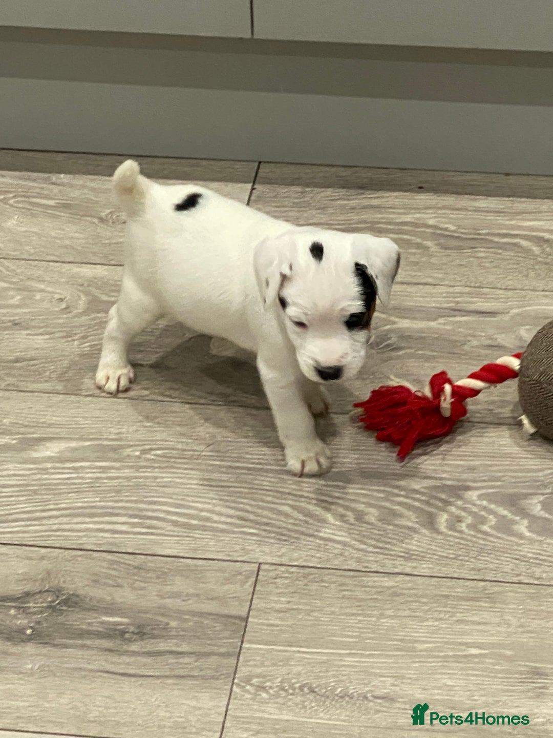 Parson Russell dogs for sale: Quality champion Parson Russell Puppies - Advert 1