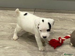 Parson Russell dogs Quality champion Parson Russell Puppies - Advert 3