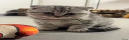 Scottish Fold cats for sale: Scottish fold girl with papers ready next week - Advert 5