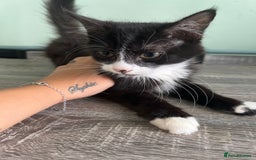 Mixed Breed cats for sale: X2 beautiful cats ready to go - Image 1