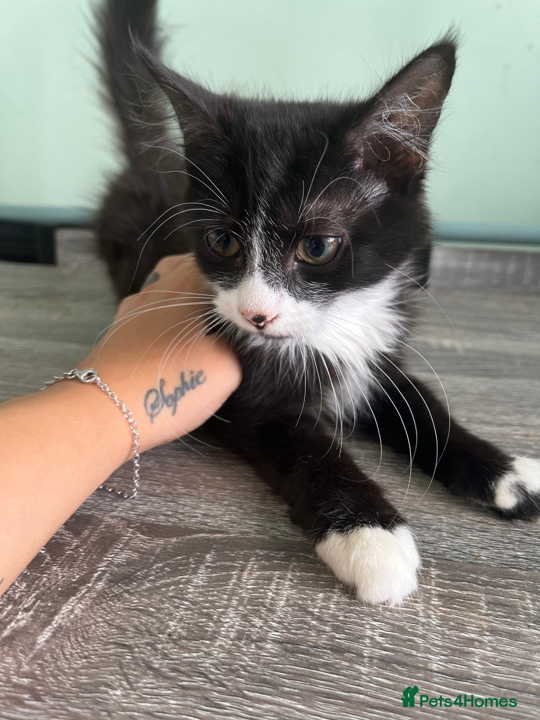 Mixed Breed cats for sale: X2 beautiful cats ready to go - Image 1