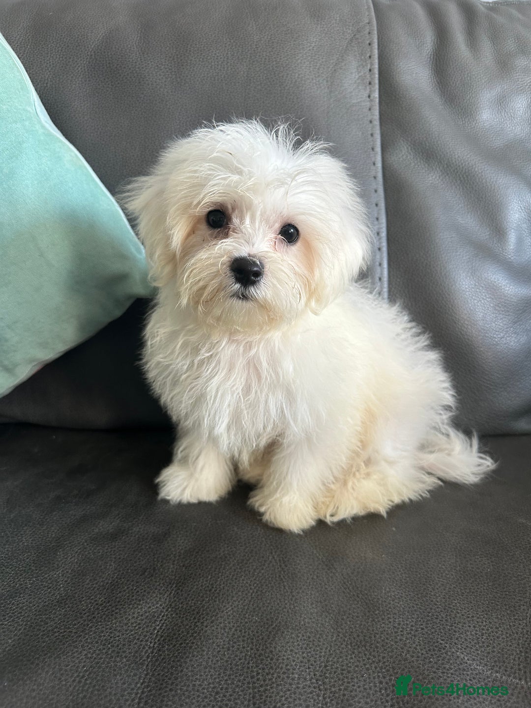 Mixed Breed dogs for sale: Maltichons beautiful bundles of fluff  - Image 9
