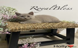 British Shorthair cats for sale: 👑ROYALBLESS STUNNING LILAC BRITISH SHORTHAIR  - Image 22