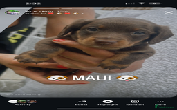 Miniature Dachshund dogs for sale: Stunning miniature Daschund litter kc reg  - Image 26