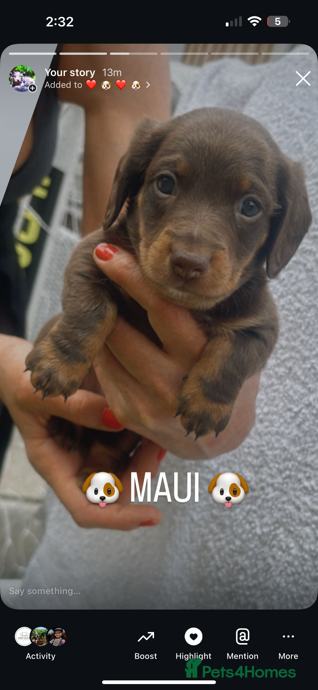 Miniature Dachshund dogs for sale: Stunning miniature Daschund litter kc reg  - Image 26