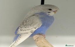 Budgerigars birds for sale: Beautiful baby budgies  - Image 4
