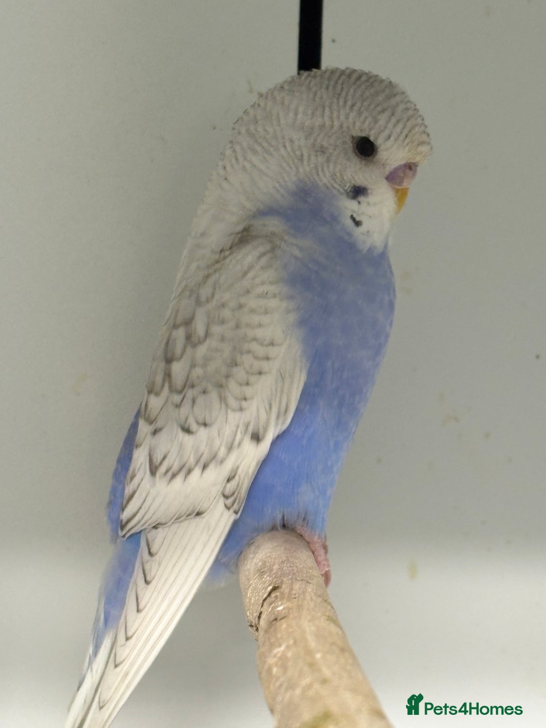 Budgerigars birds for sale: Beautiful baby budgies  - Image 4