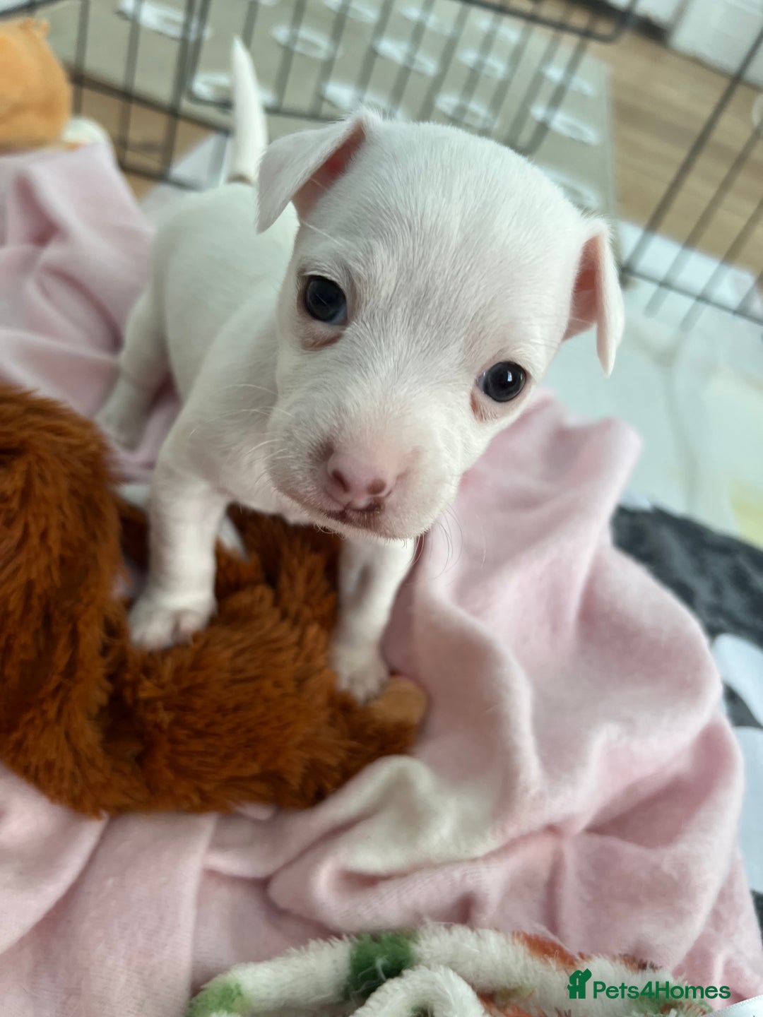 Jack Russell dogs for sale: Stunning Miniature Jack Russell Puppies!!! - Advert 15