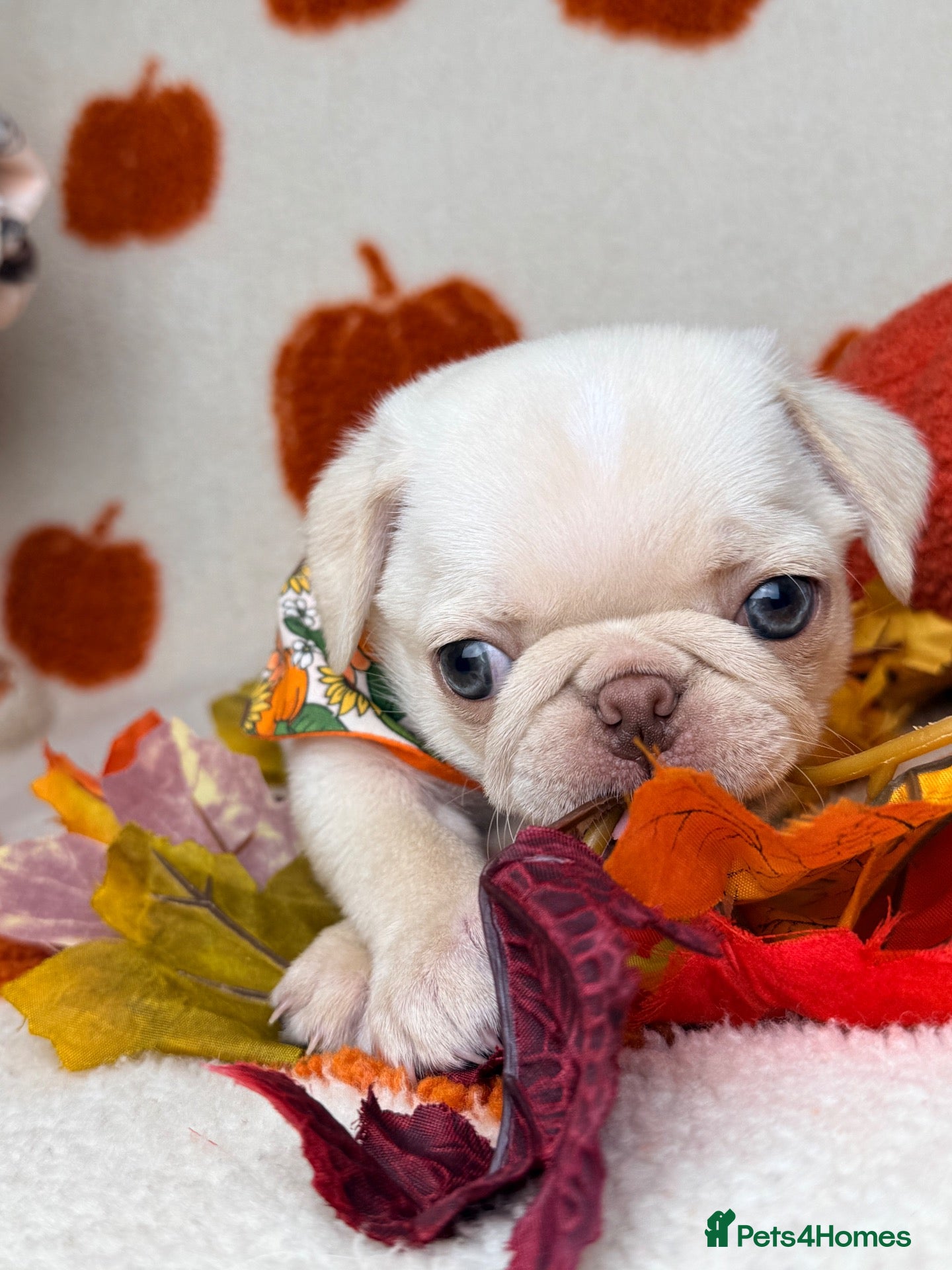 Pug dogs AVOCADO last boy available 3rd generation  - Advert 1