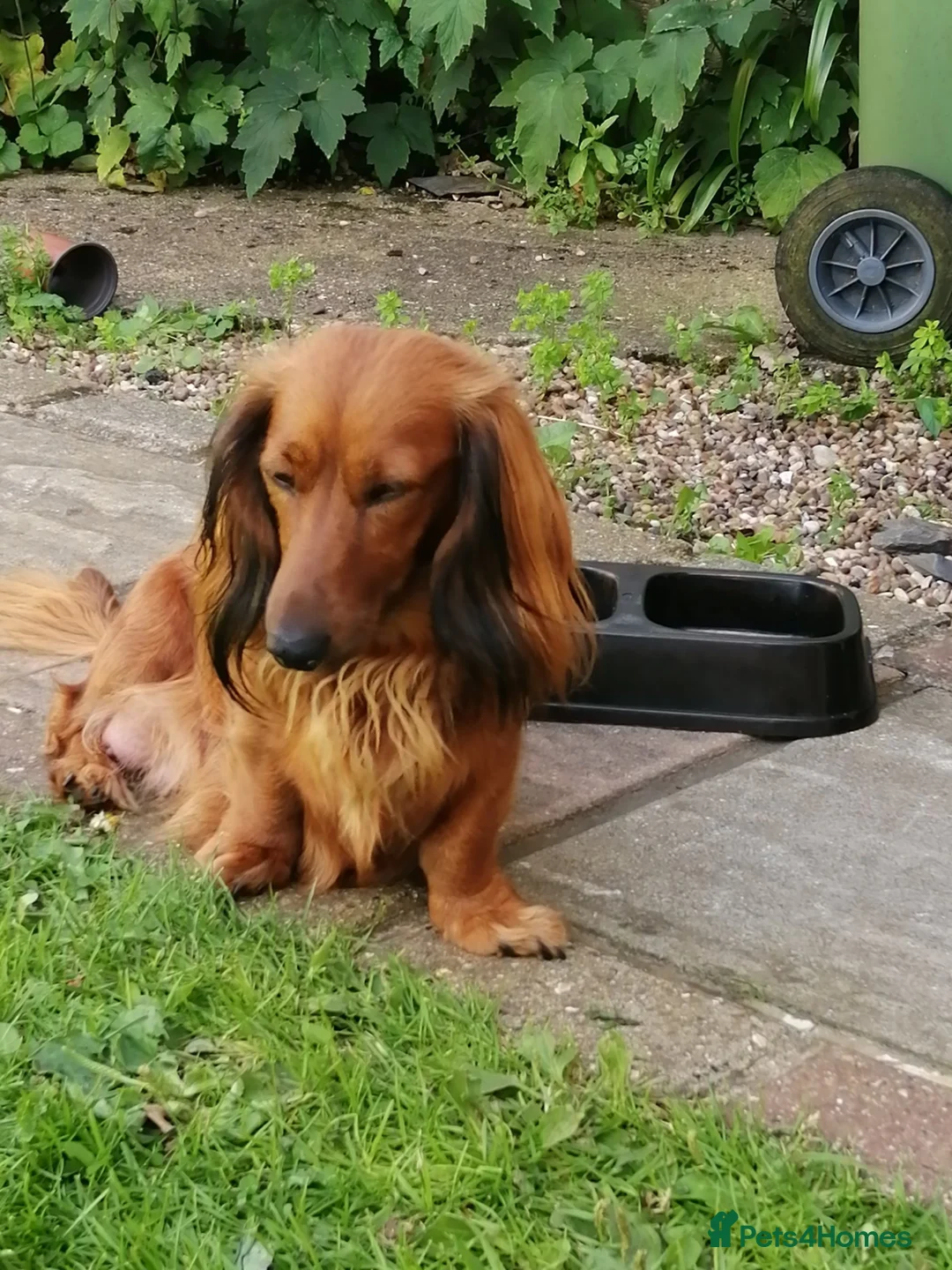 Dachshund dogs for sale: Mini Dachshunds long haired in Norwich - Advert 2