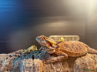 Bearded Dragon reptiles 1 year old bearded dragon with full set up - Advert 2