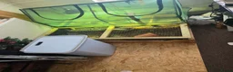 Tortoise reptiles for sale: Tortoise and Tortoise home in Saint Helens - Advert 3