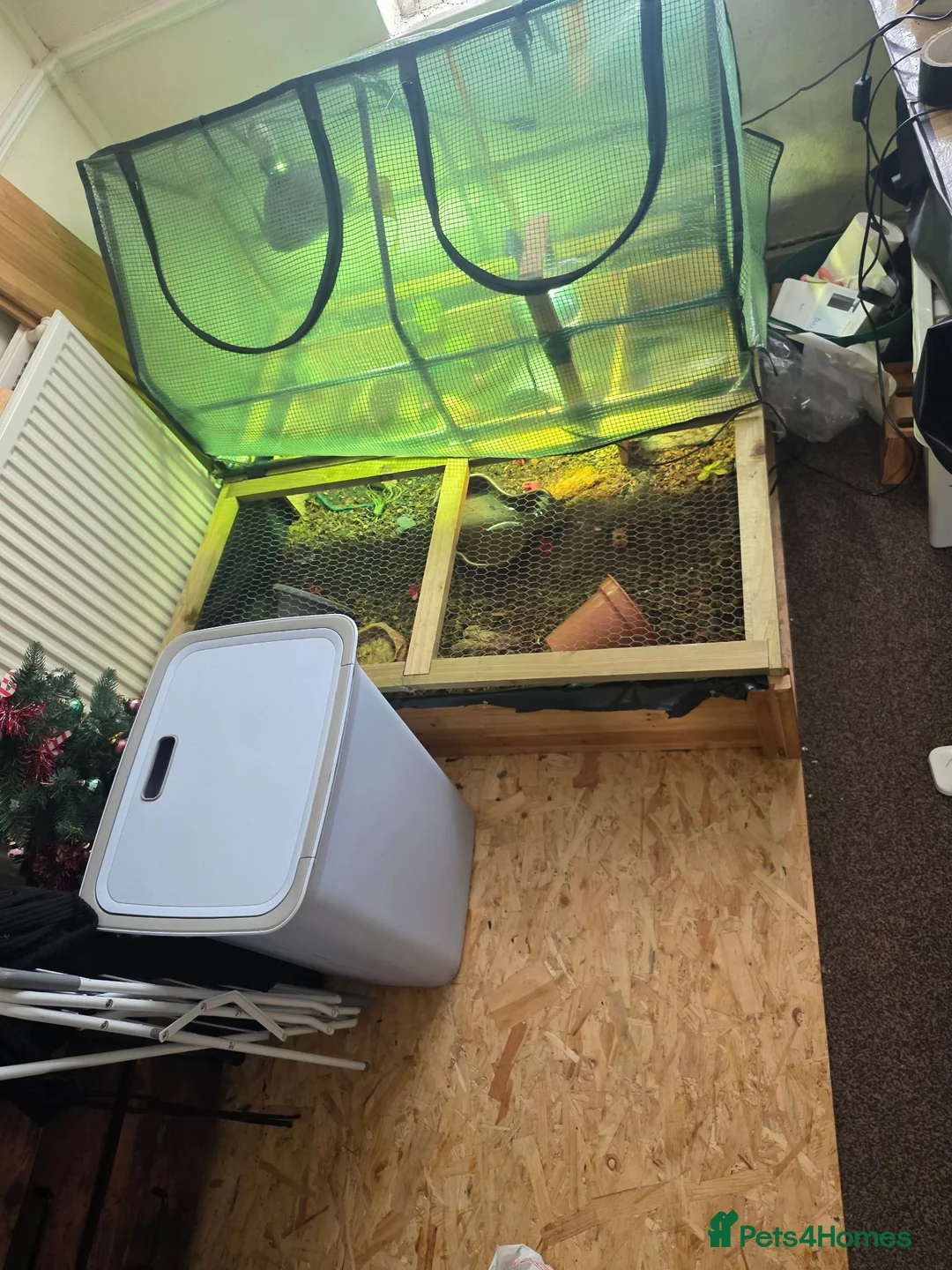 Tortoise reptiles for sale: Tortoise and Tortoise home in Saint Helens - Advert 3