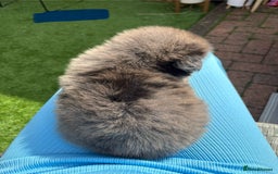 Mixed Breed dogs for sale: The most amazing pomsky  x german shepherd babies  - Image 7