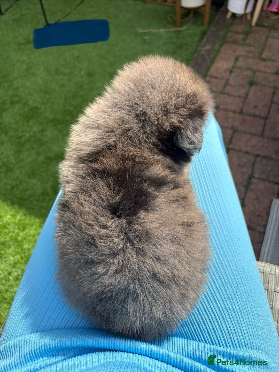 Mixed Breed dogs for sale: The most amazing pomsky  x german shepherd babies  - Image 7