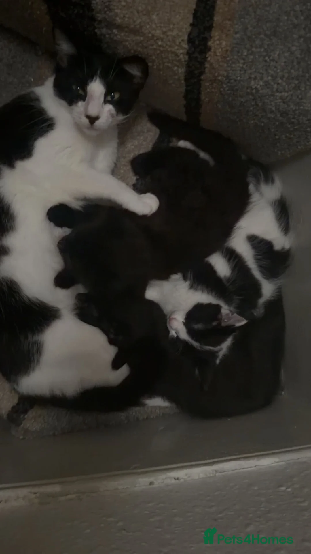 Mixed Breed cats for sale: Adorable litter of 3  - Advert 2