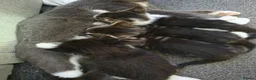 Mixed Breed cats for sale: Ragdoll x blue russian kittens - Advert 6