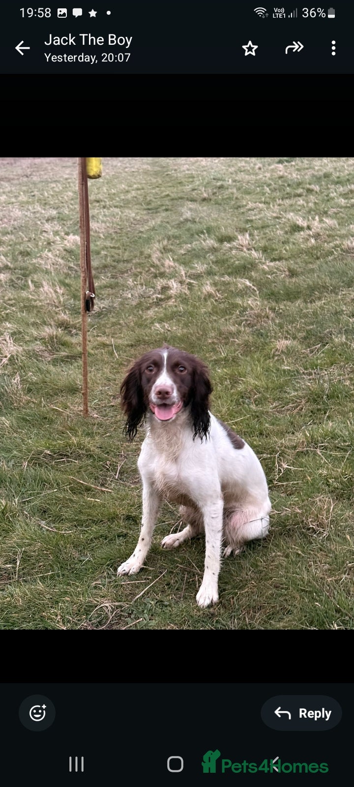 English Springer Spaniel dogs KC REG English Springer Spaniel  - Advert 1