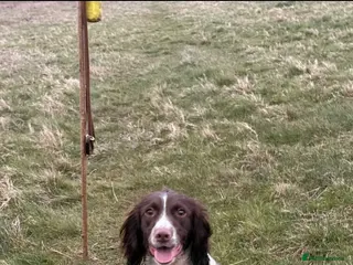 English Springer Spaniel dogs KC REG English Springer Spaniel - Advert 1