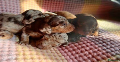 Miniature Dachshund dogs - Advert 3